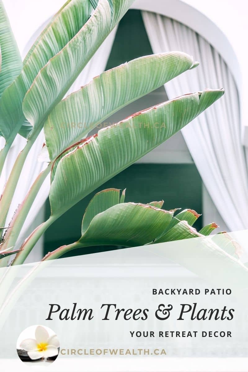 Palm trees And Plants for your Zen Backyard retreat